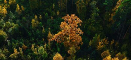 aerial-shot-of-beautiful-autumn-forest (1) (1) (1) (1) (1) (1) (1) (2)
